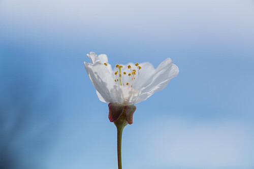 fackelingwer kaufen Ingwer blume fackel