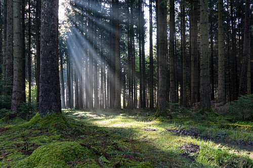 Fichtenwald Bilder – Reise-Fotos kaufen lookphotos