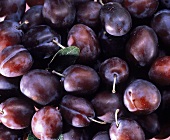 Several Purple Plums with Leaf