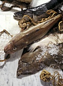 Salt Water Fish Still Life; on Ice