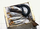 Box with Fish on Ice