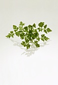 Chervil