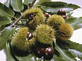 Chestnuts in their Shells
