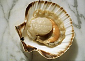 Fresh Scallop in the Shell