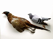 Pheasant & Domestic Pigeon