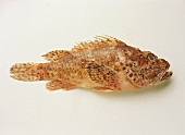 Large-scaled Scorpionfish