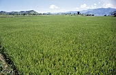 Reisfeld auf den Philippinen