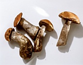 Leccinum Versipelle