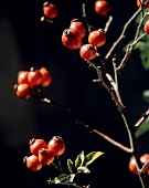 Ripe Rose Hips on a Branch