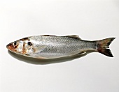 Sea bass