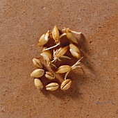 Barley Grains with Sprouts