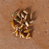 Rye Grains with Sprouts
