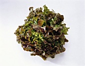 Oak leaf lettuce