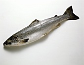 Baby salmon