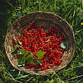 Basket with Red Currants