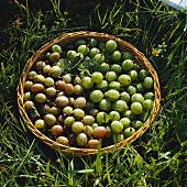 Fresh Gooseberries in a Basket Outdoors