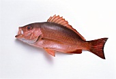 Whole Red Snapper