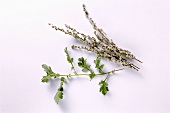 Fresh & dried Mugwort