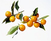 Kumquats on Branches