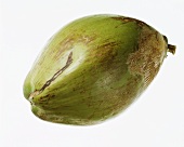 Frische grüne Kokosnuß