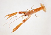 Scampi