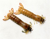 Heuschreckenkrebse aus Südostasien