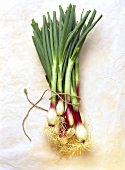 Freshly Picked Scallions (Green Onions)