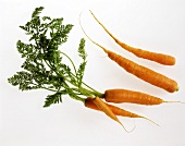 Carrots with and without tops