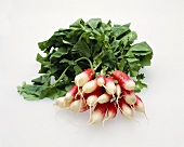 Two-colored Radishes