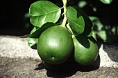 Pomelos on Tree