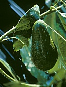 A Fresh Avocado on the Tree; Water Spray