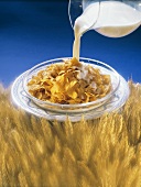 Pouring Milk over Cornflakes in a Field