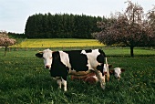 Cow with black and white markings in the pasture 