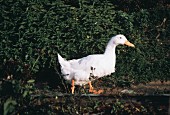 A White Goose Outdoors