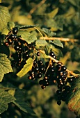 Black Currants at Bush