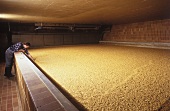Soaking of Brewing Barley in a Barrel