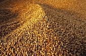 A Heap of Brewing Barley