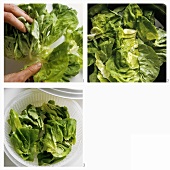 Washing lettuce