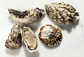 Verschiedene Austern; eine geöffnet