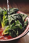 Chard with running Water