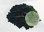 A savoy cabbage on a leaf
