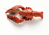 A boiled Freshwater Crayfish