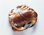 A boiled Common Edible Crab