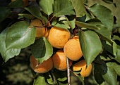 Several Apricots on a Tree Branch