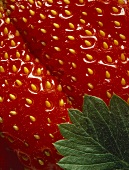 Single Strawberry Close Up
