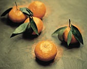 Fresh Tangerines with Leaves