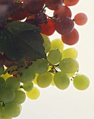 Vines with light and dark grapes