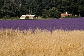 Lavender Fields in Summer