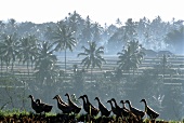 Flock of ducks in Asia 