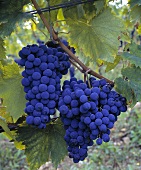 Zwei Trauben Sangiovese im Weingut von Riecine (Chianti)